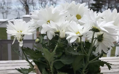 Pollinator Project