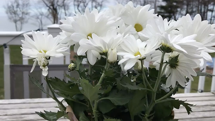 Pollinator Project