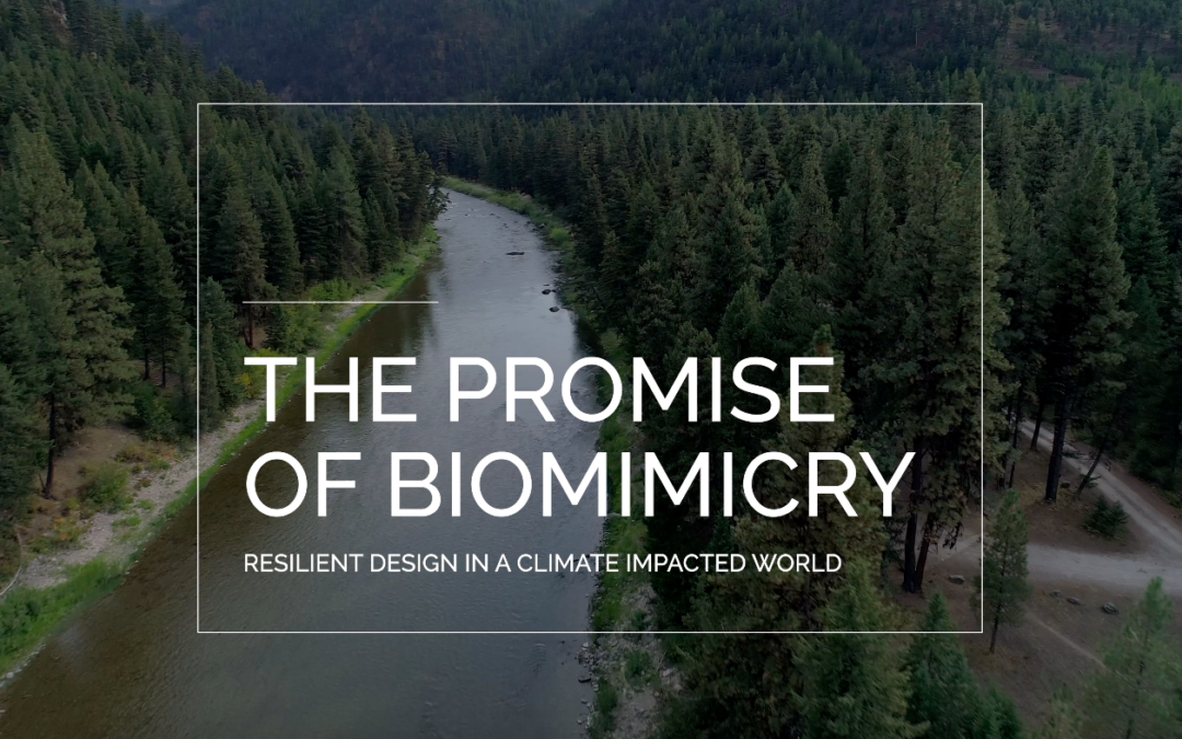 Documentary, “The Promise of Biomimicry”