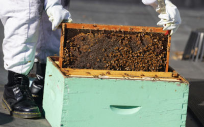 What happens to the Harley bees in the winter?