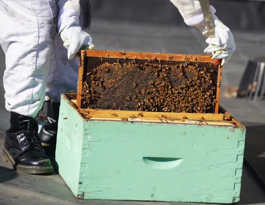 What happens to the Harley bees in the winter?